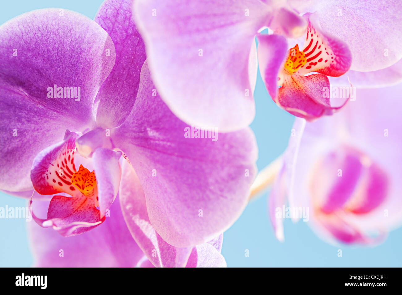 Di un bel colore rosa Orchid Foto Stock