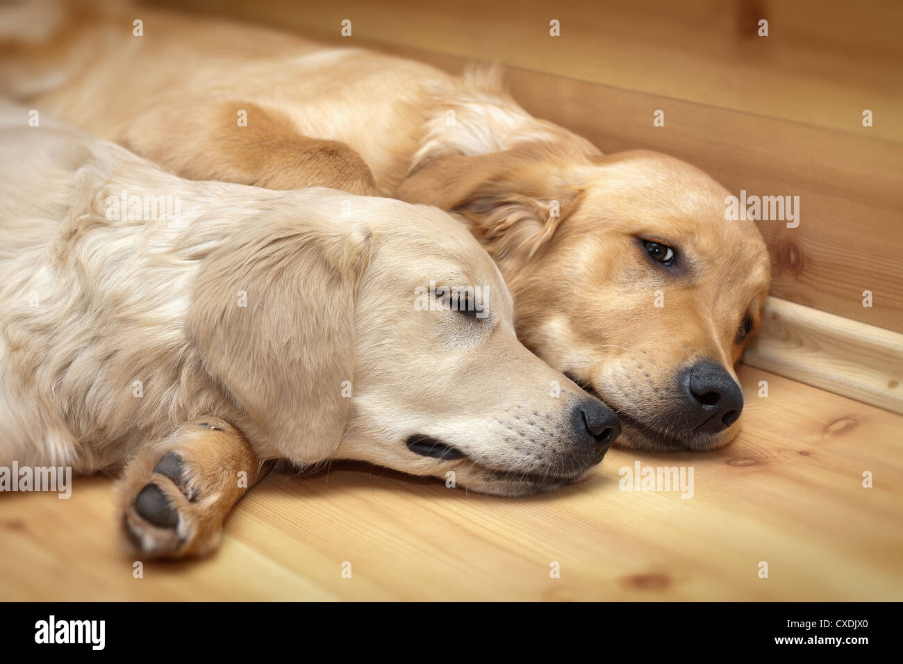 Vista dei due cani giacente Foto Stock