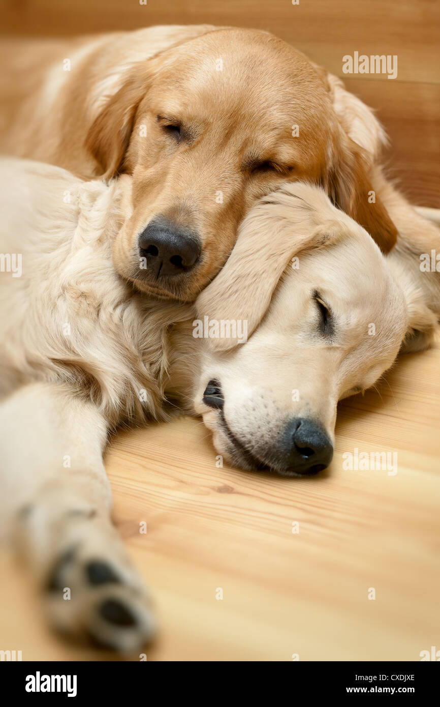 Vista dei due cani giacente - Golden Retriever Foto Stock