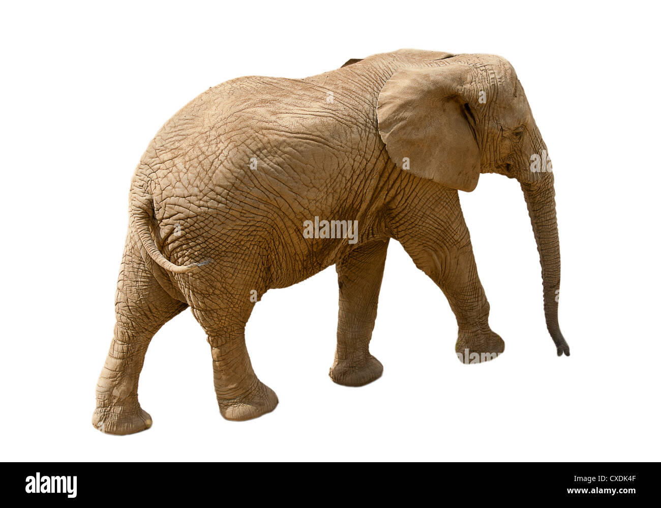 Elephant isolati su sfondo bianco Foto Stock