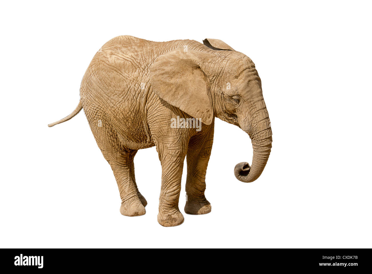 Elephant isolati su sfondo bianco Foto Stock