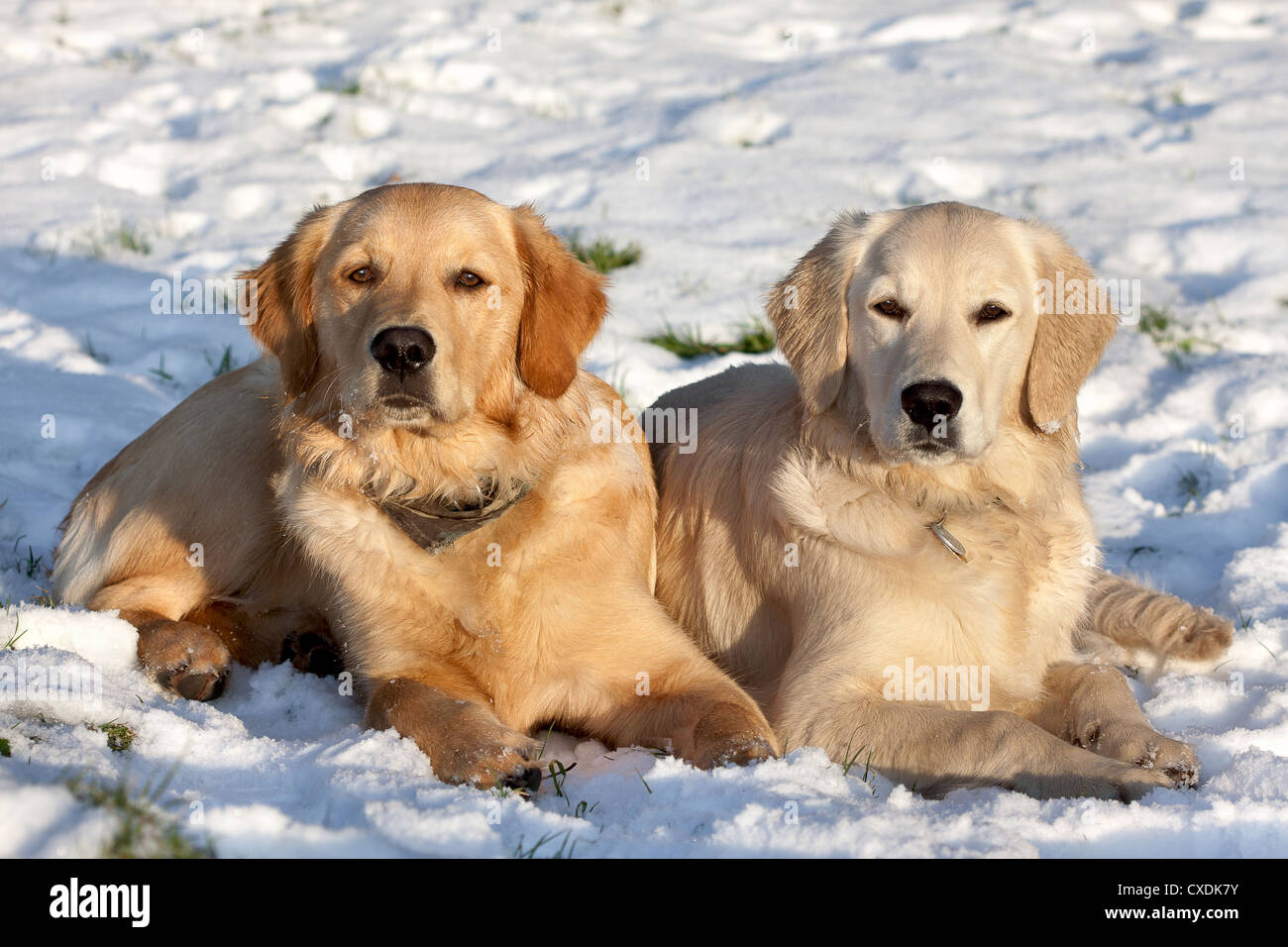 Due cani (Golden Retriever) giacente nella neve in inverno Foto Stock