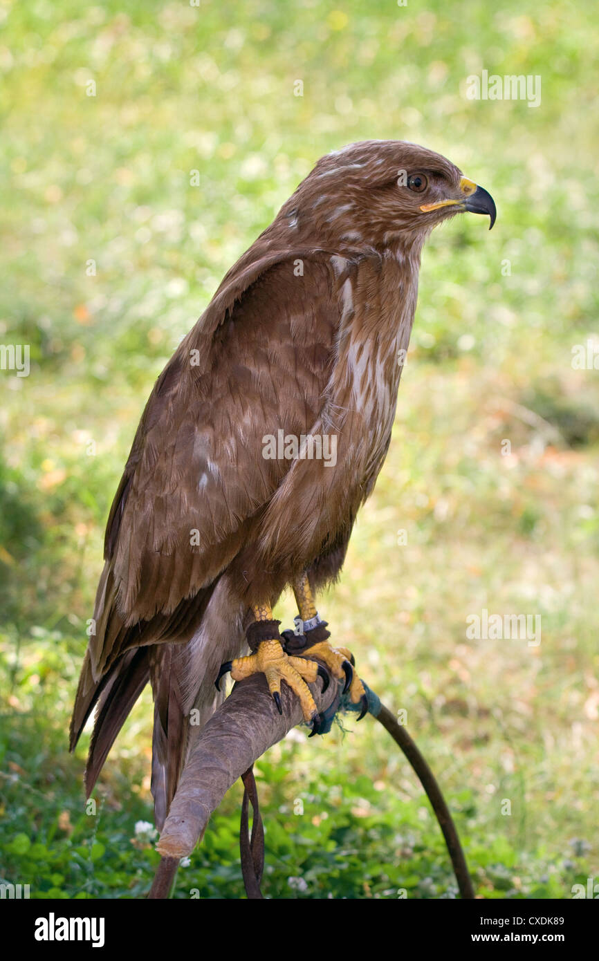 Predator su falconer stand Foto Stock