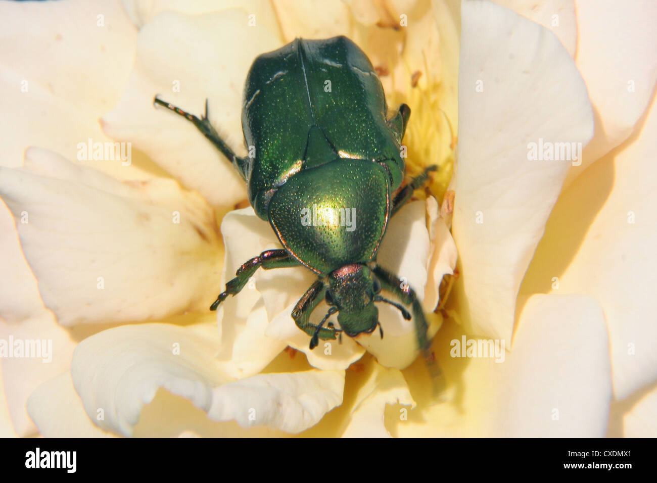 Cetonia aurata Foto Stock