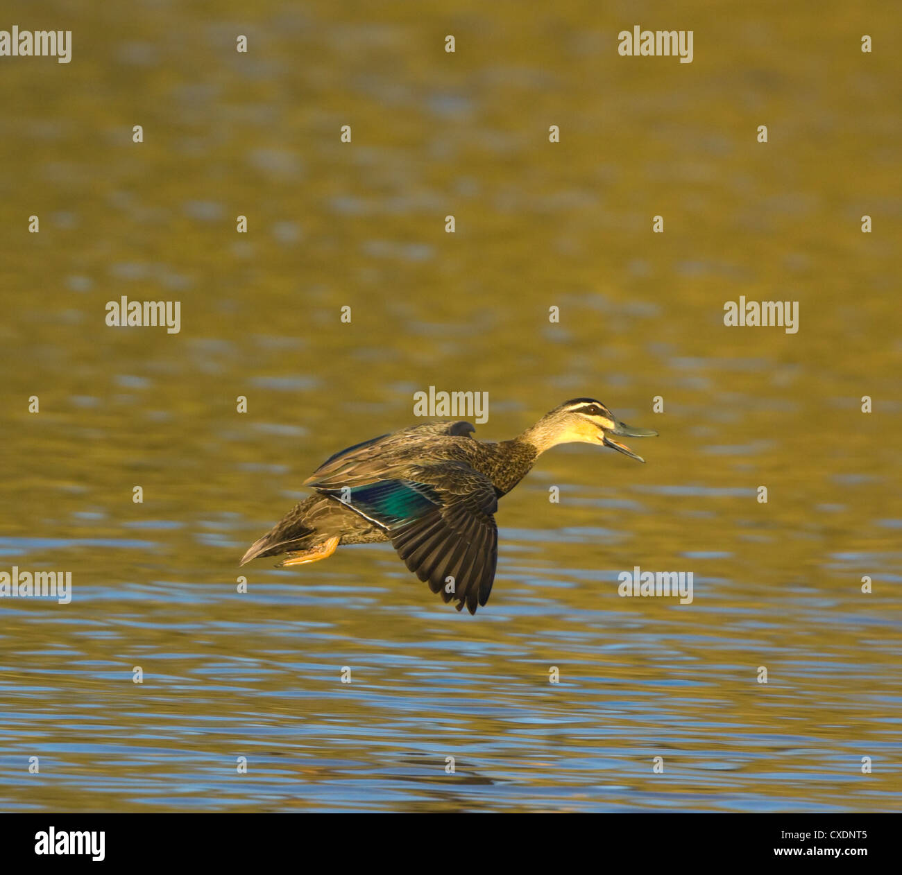 Pacific Black Duck (Anas superciliosa), Nuovo Galles del Sud, Australia Foto Stock