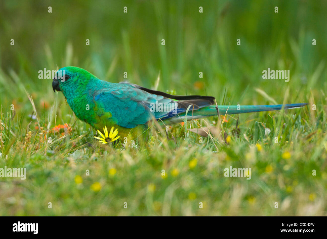 Rosso-rumped Parrot (Psephotus haematonotus), Nuovo Galles del Sud, Australia Foto Stock