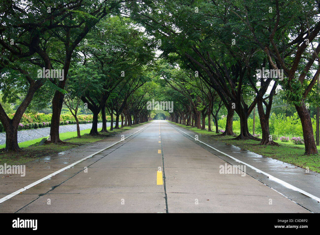 Strada vuota con albero su entrambi i lati Foto Stock