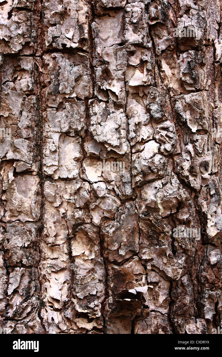 Corteccia di albero pieno di tessitura telaio in natura Foto Stock