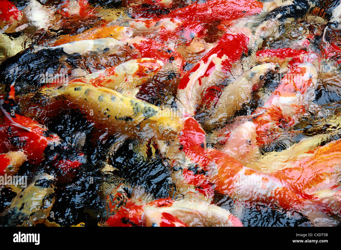 Carpa pesci in laghetto pieno frame Foto Stock