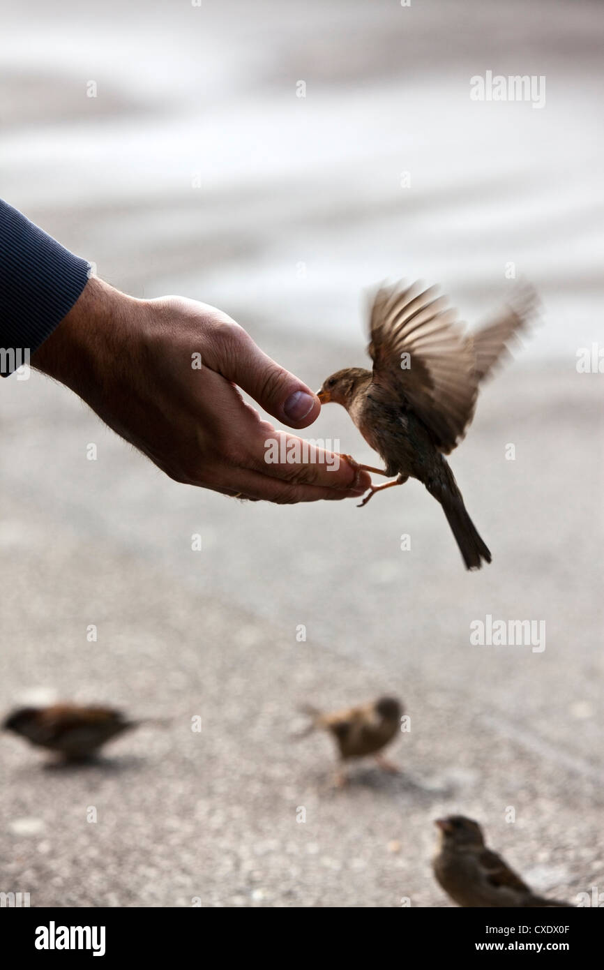 Alimentazione uccello canto con una meravigliosa luce disponibile Foto Stock