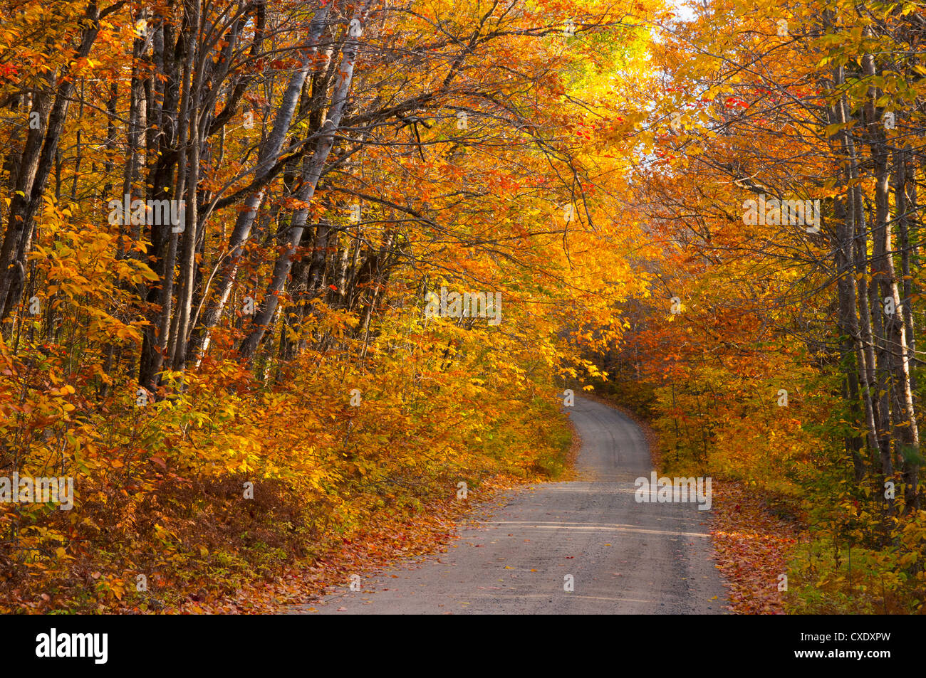 I colori dell'autunno, Baxter State Park, Maine, New England, Stati Uniti d'America, America del Nord Foto Stock