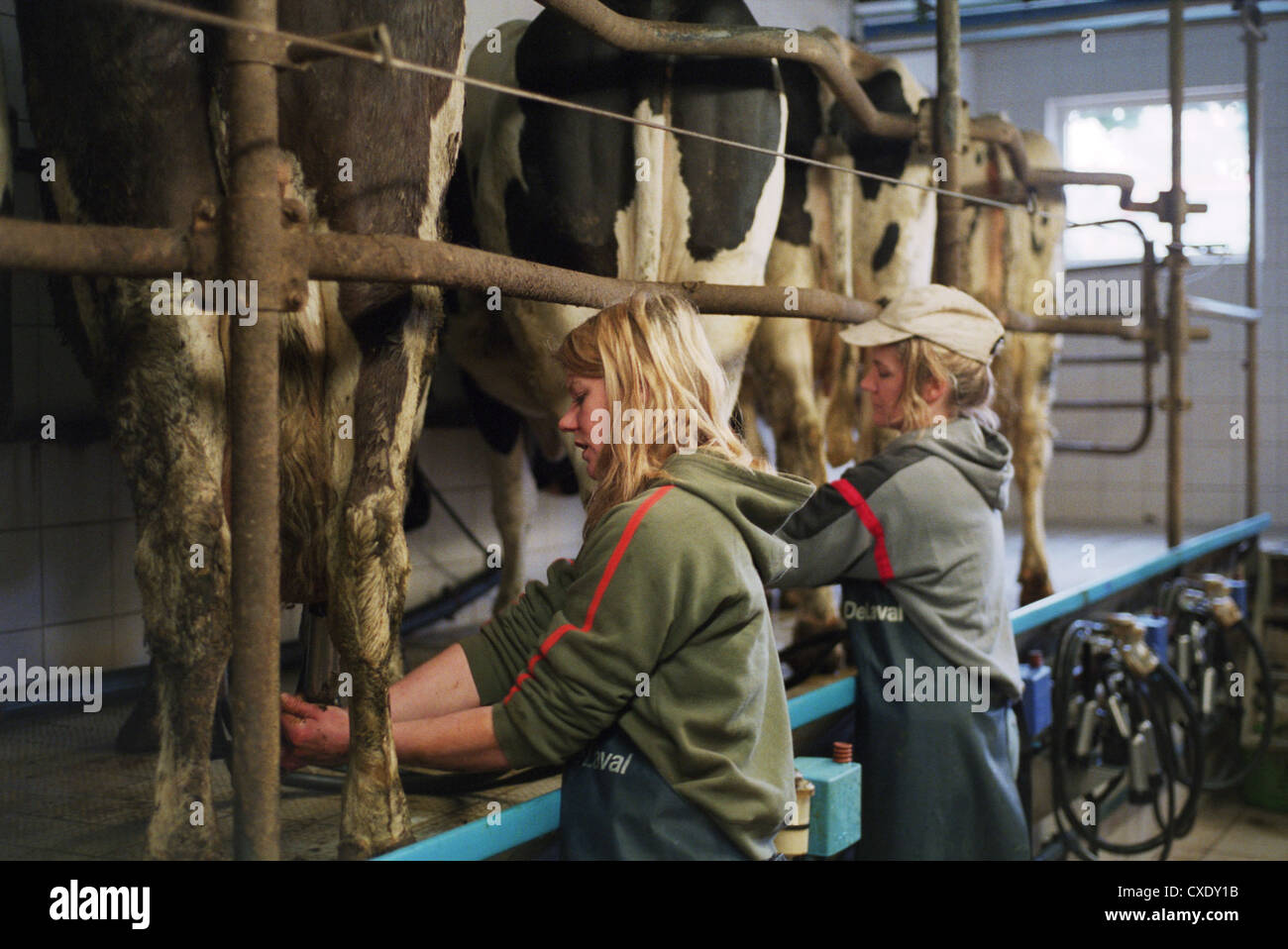 Heidenau vacche per essere collegato a una posizione di mungitura in sala di mungitura Foto Stock