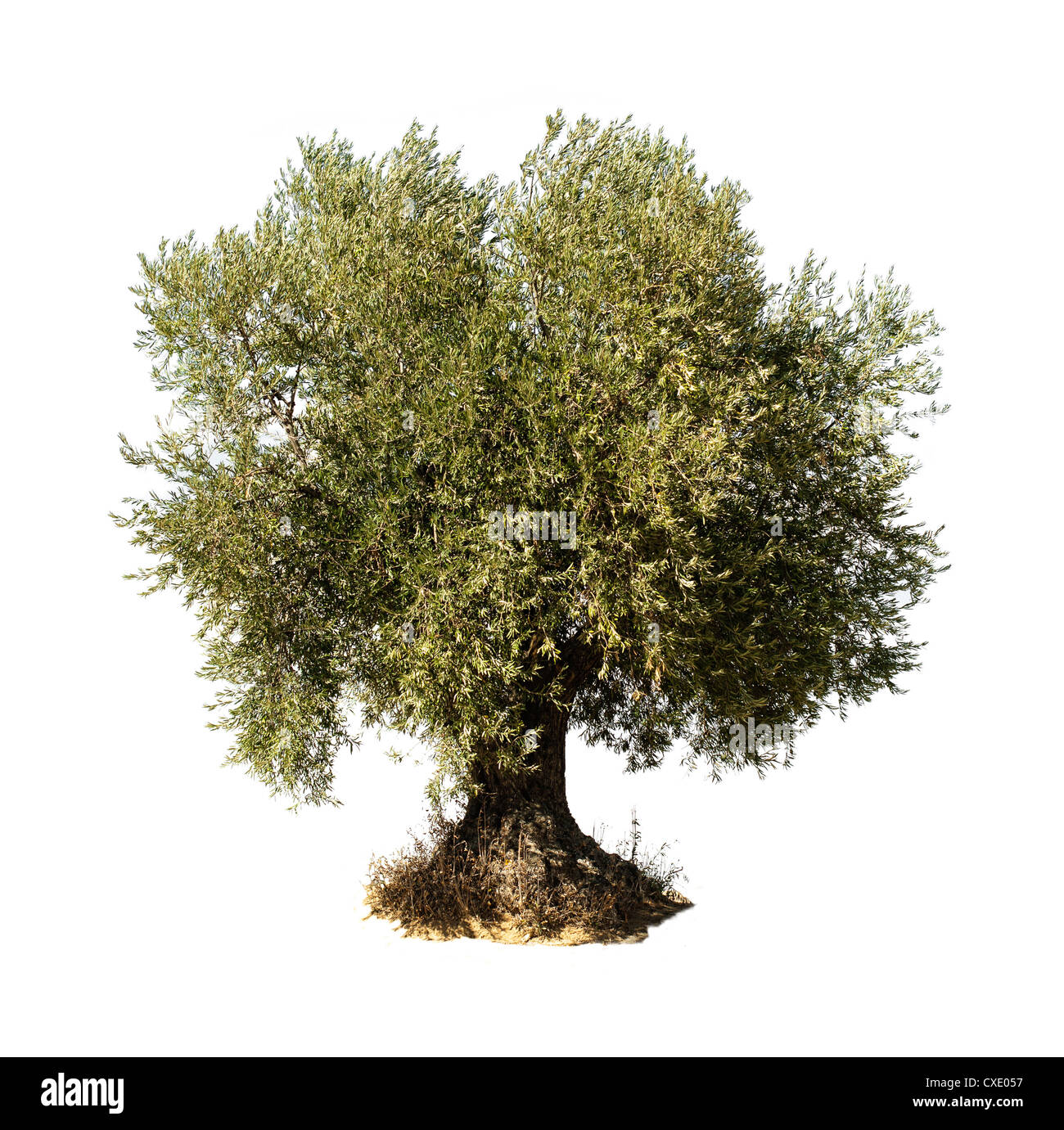 Olive tree Isolato bianco. Foto Stock