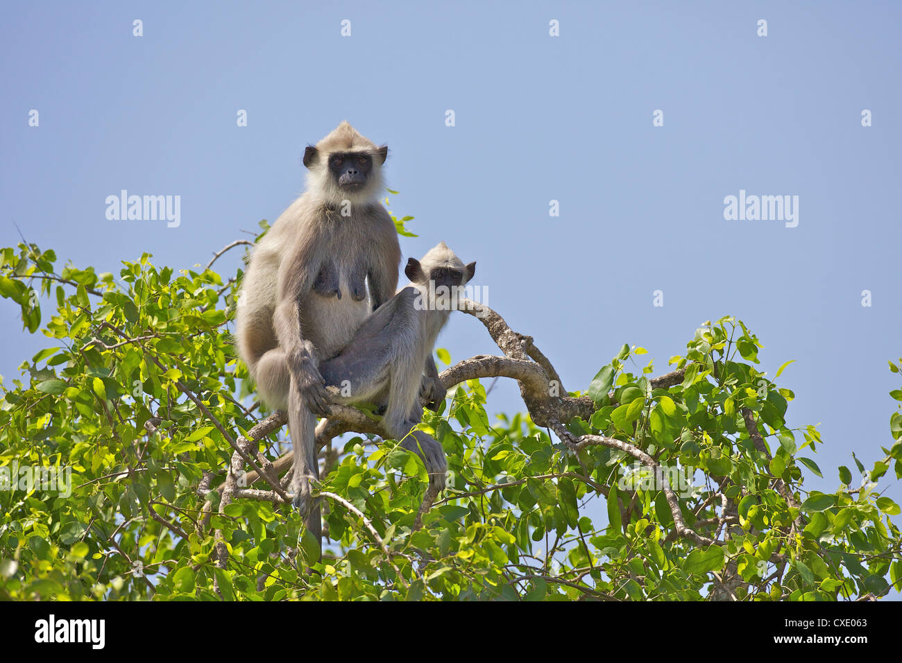 Grigio tufted Langur il bambino e la madre (semnopithecus priamo), Yala National Park, Sri Lanka, Asia Foto Stock