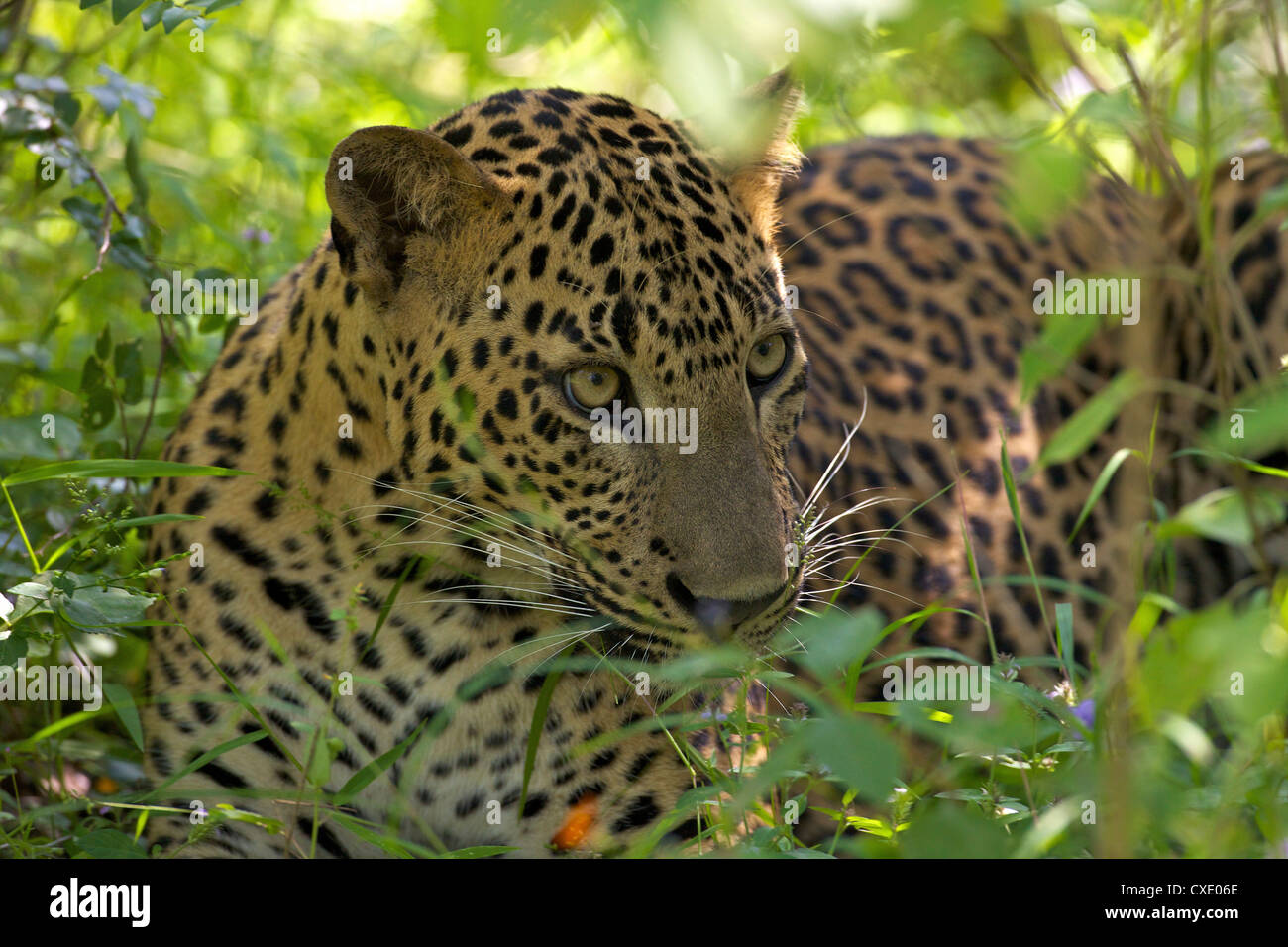 Leopard (panthera pardus) di appoggio nel fitto sottobosco, Yala National Park, Sri Lanka, Asia Foto Stock