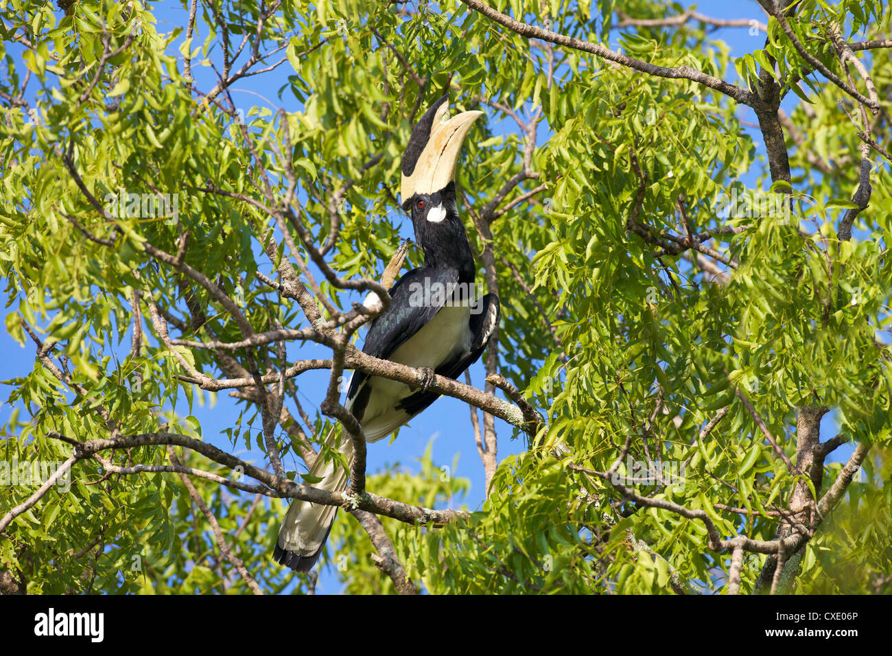 Maschio di Malabar Pied Hornbill (anthracoceros coronatus), Yala National Park, Sri Lanka, Asia Foto Stock