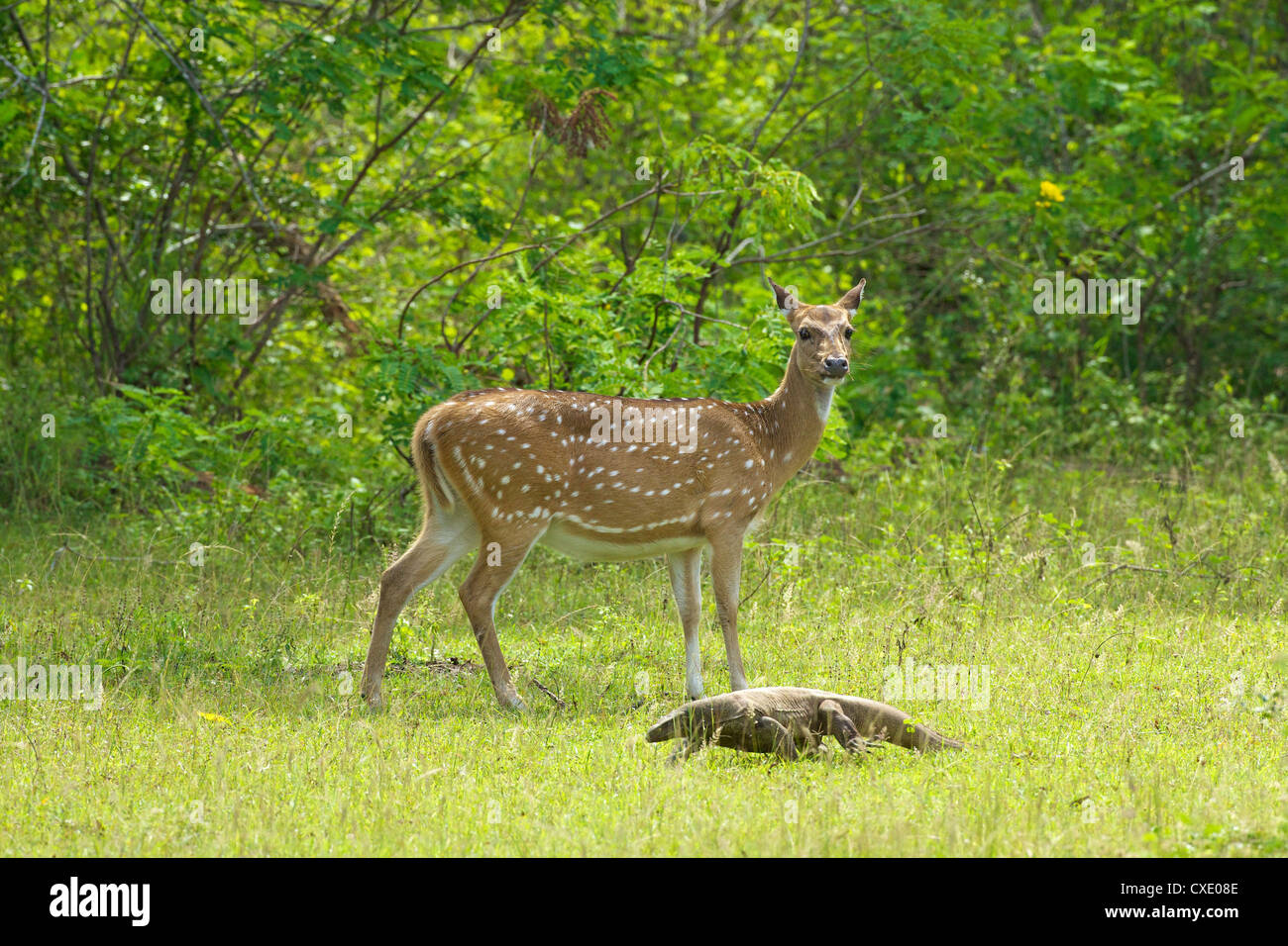 Ceylon spotted deer hind e terra monitor lizard, Yala National Park, Sri Lanka, Asia Foto Stock