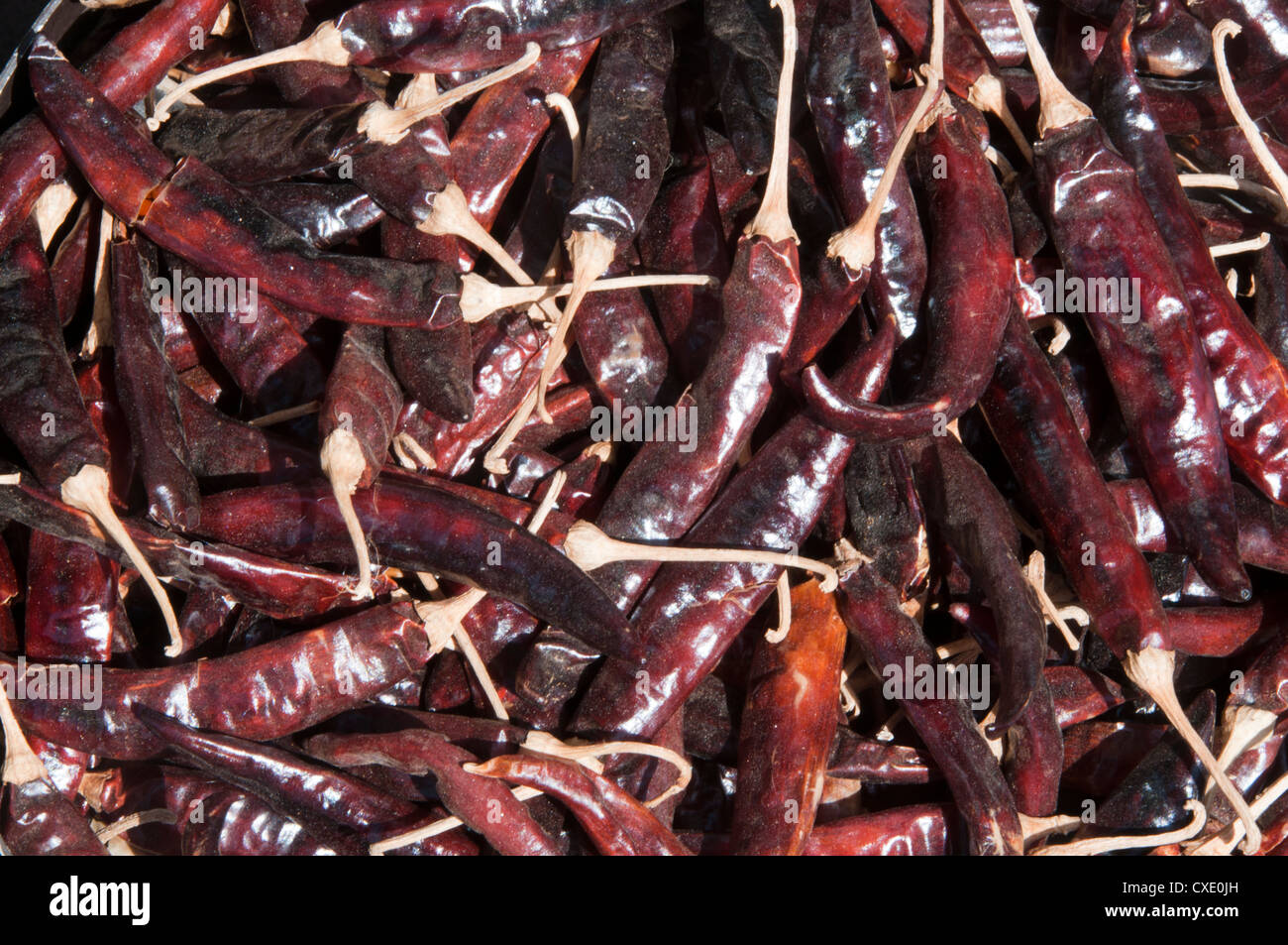 Rossi secchi peperoncino indiano Foto Stock