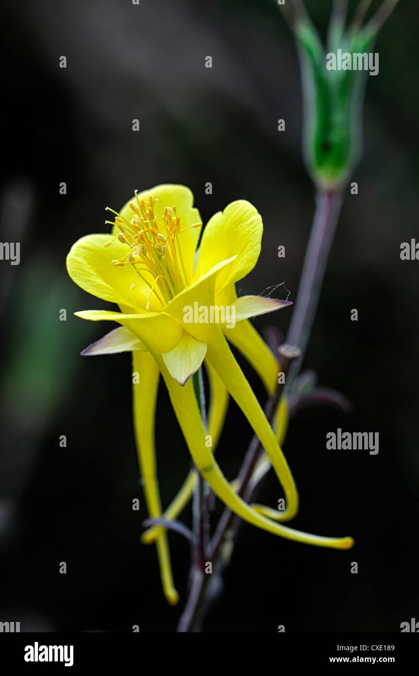 Aquilegia chrysantha golden fiore giallo columbine ritratti vegetali petali di fiori fioritura flower bloom blossom molla Foto Stock