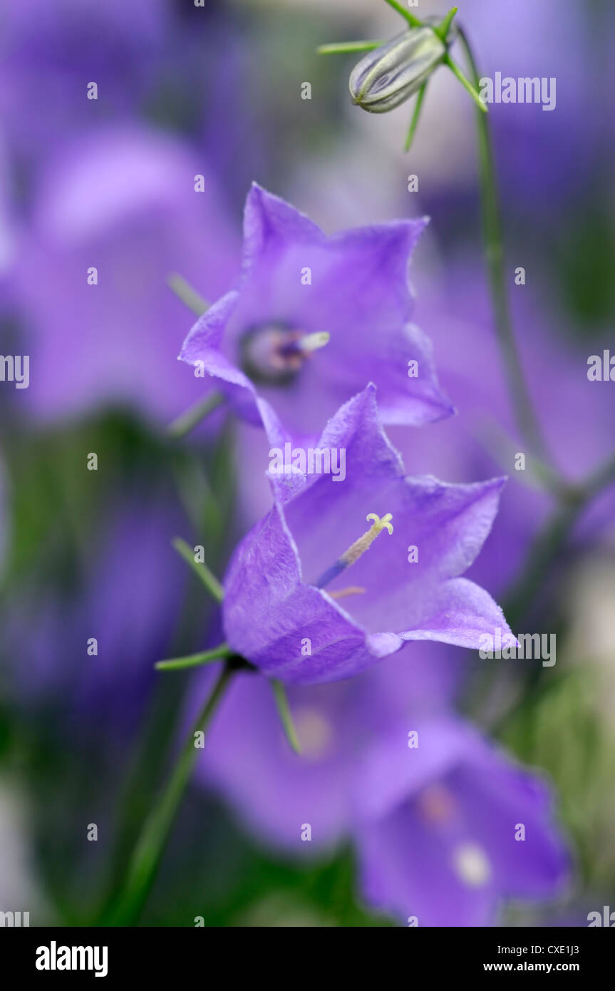 Campanula cochlearifolia fate ditale fiori blu viola pallido harebells fiori campanule campane piante perenni closeup impianto Foto Stock