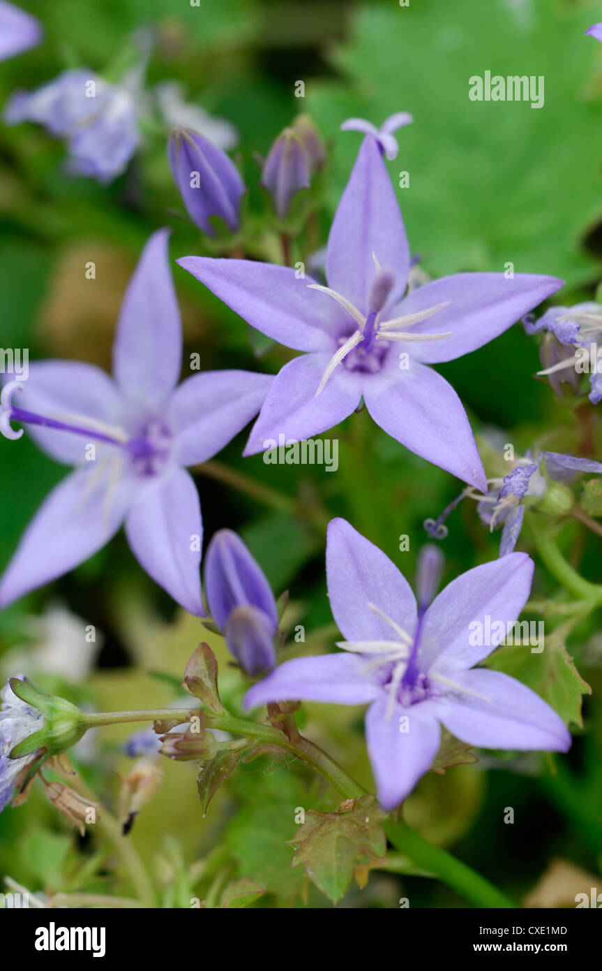 Campanula garganica dicksons gold fiori fioritura fiorisce blu porpora piante perenni approfondimento close-up campanule Foto Stock