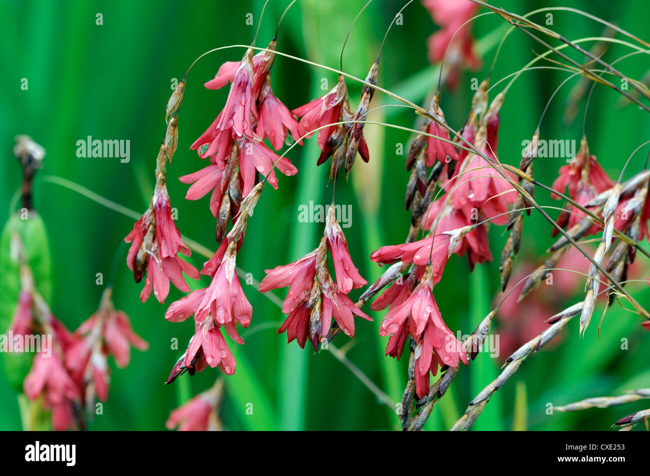 Dierama igneum corallo rosa fiori piante perenni inarcamento penzolante appeso a forma di campana angeli canne da pesca Foto Stock