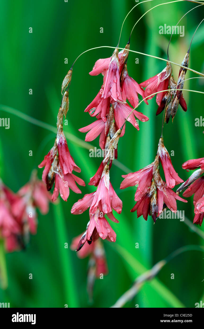 Dierama igneum corallo rosa fiori piante perenni inarcamento penzolante appeso a forma di campana angeli canne da pesca Foto Stock