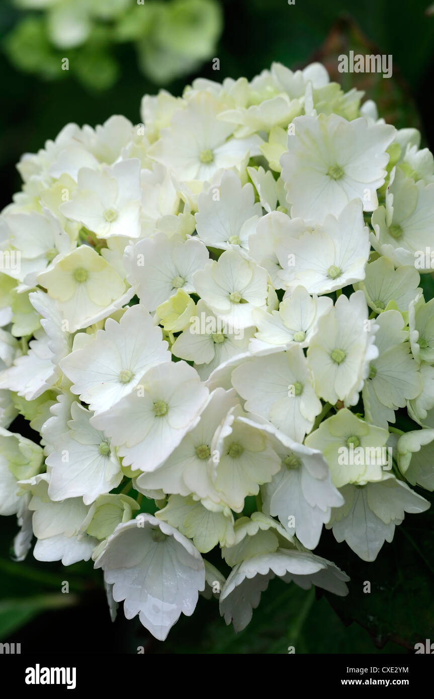 Hydrangea macrophylla Hortensia madame Emile Mouillere fiori bianchi fioritura di fiori fioriscono Arbusti decidui arbusto bush Foto Stock