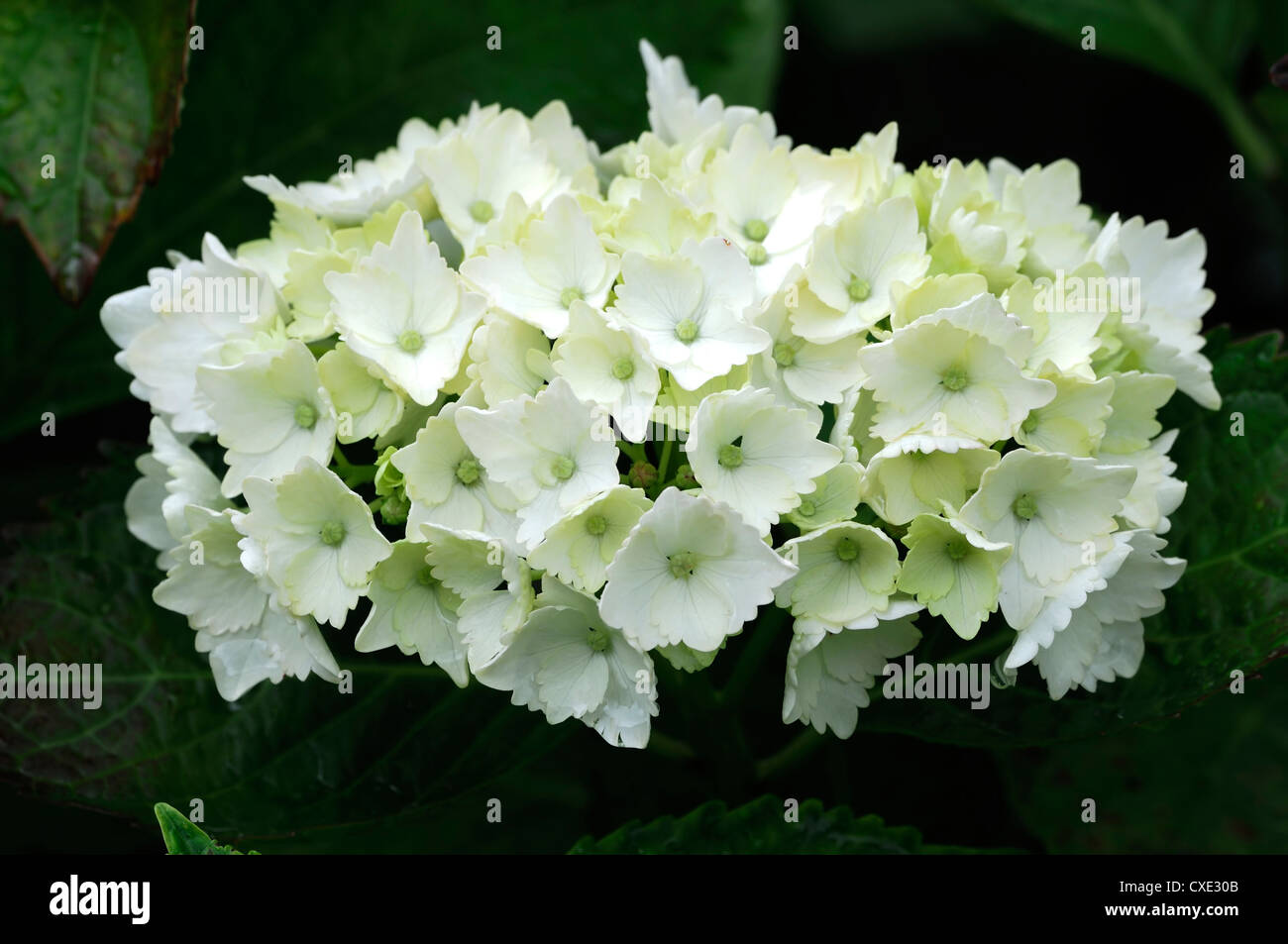 Hydrangea macrophylla Hortensia madame Emile Mouillere fiori bianchi fioritura di fiori fioriscono Arbusti decidui arbusto bush Foto Stock