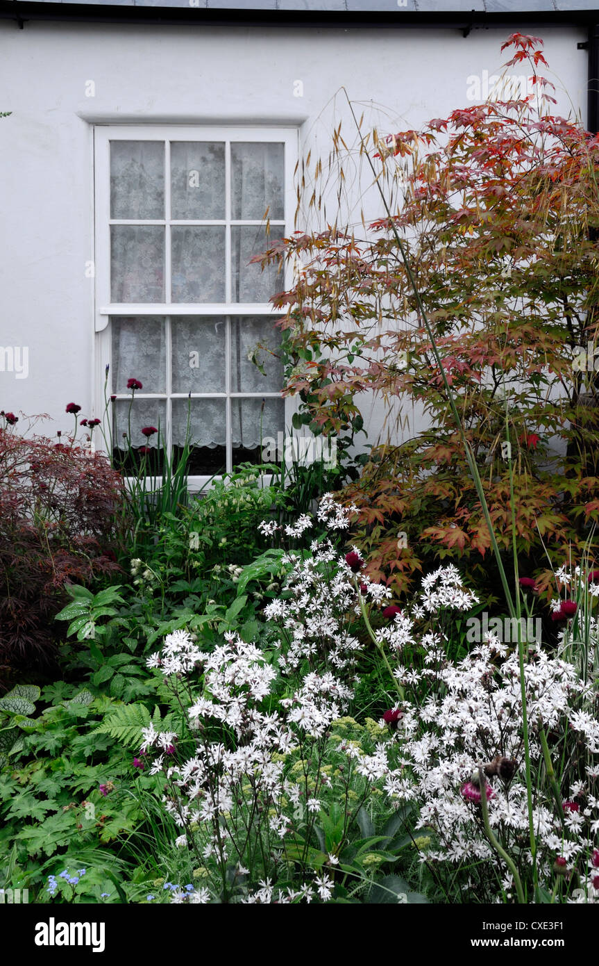 Cirsium rivulare lychnis pelargonium astrantia major acer dryopteris mista confine perenne schema impianto combinazione Foto Stock