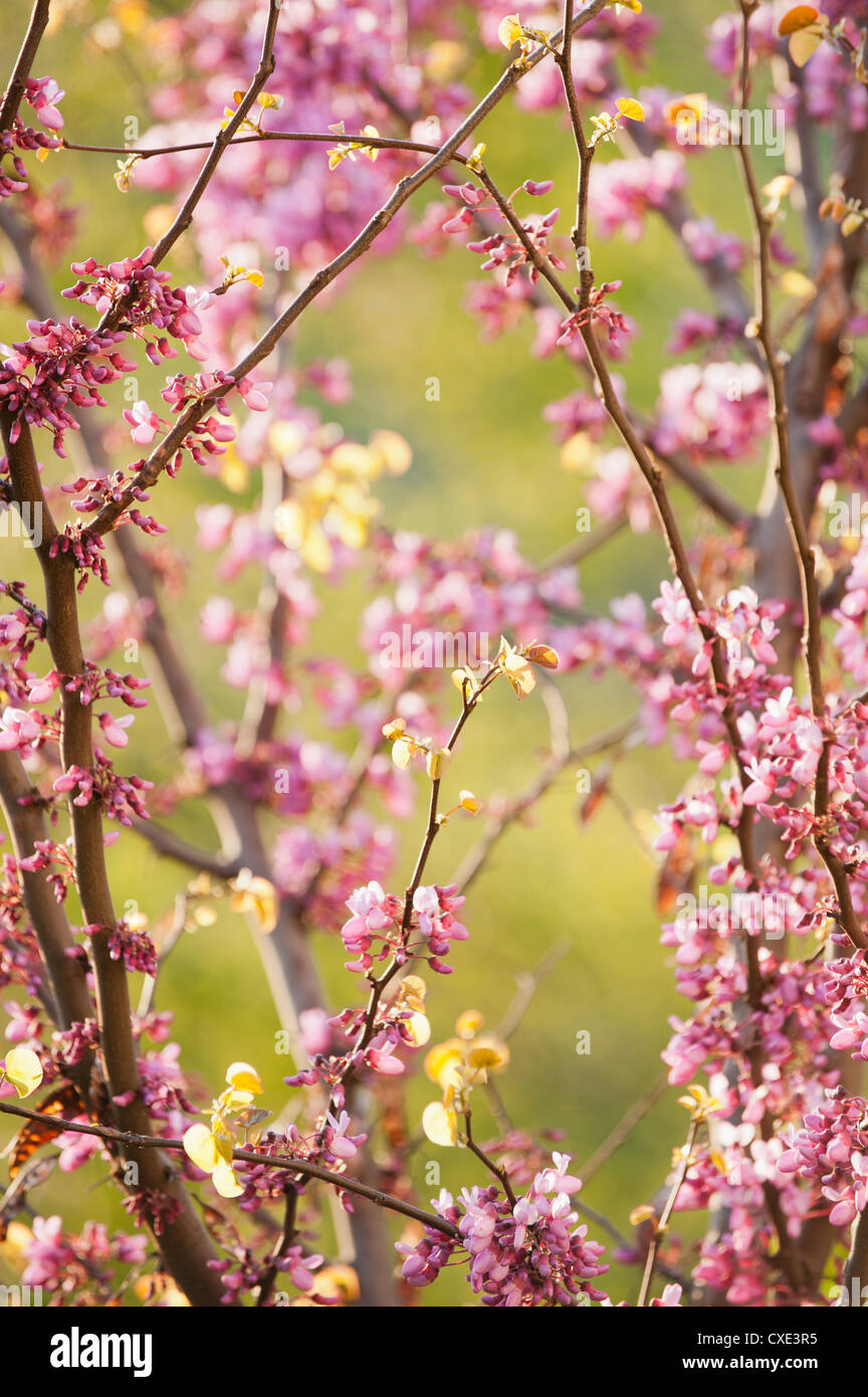 Redbud rami di alberi in piena fioritura Foto Stock