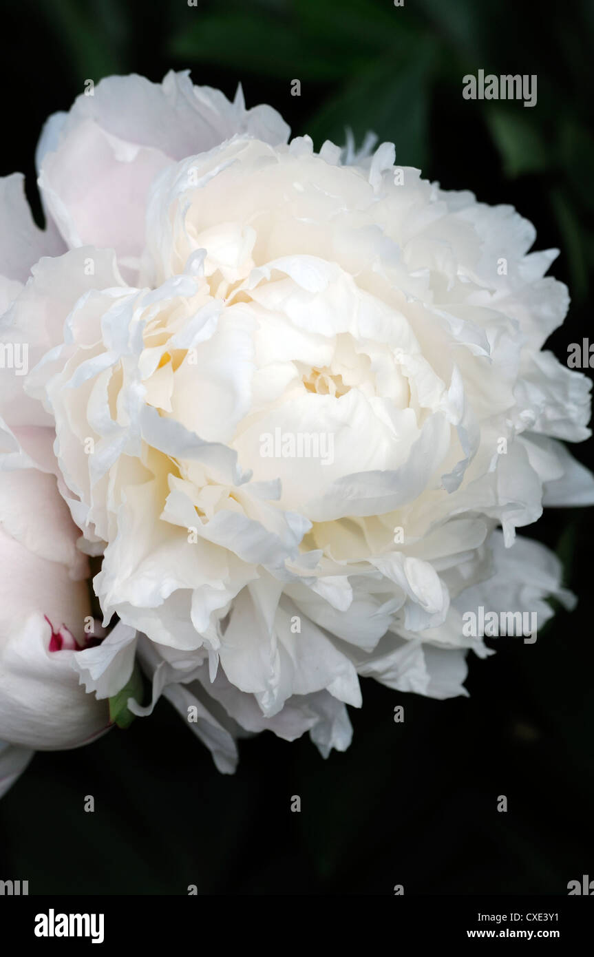 Paeonia lactiflora fiore bianco fiori peonia peonie messa a fuoco selettiva ritratto di piante in fiore doppio Foto Stock