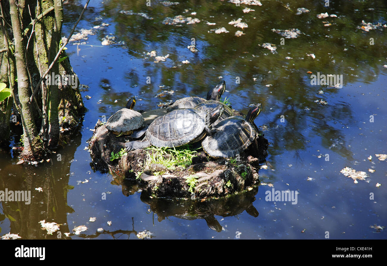 Trachemys scripta elegans - Red-Eared cursori Foto Stock