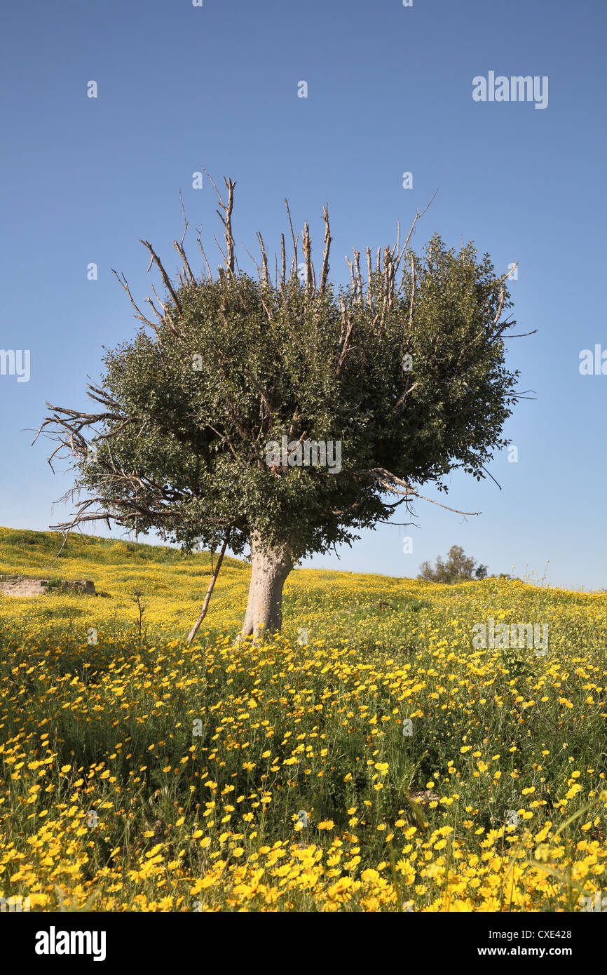 Campo, camomilla, pittoreschi olivi Foto Stock