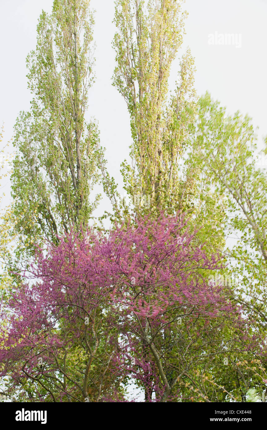 Redbud tree in bloom Foto Stock