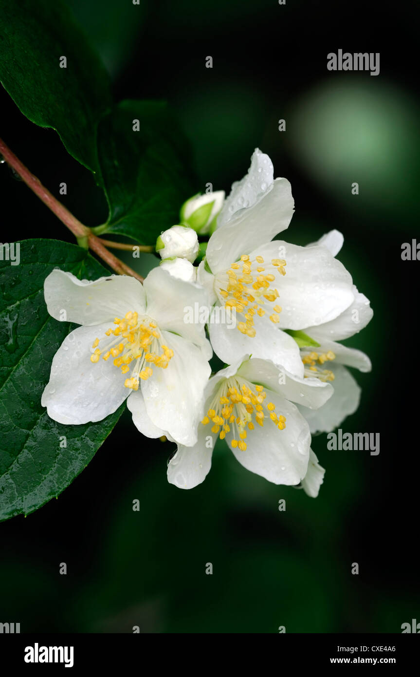 Filadelfo hirsutus fiore bianco fiori fioritura arbusti profumati closeup fragrante mock orange Foto Stock