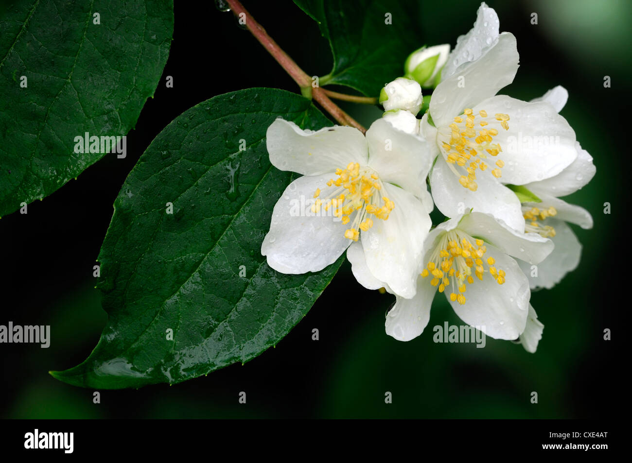 Filadelfo hirsutus fiore bianco fiori fioritura arbusti profumati closeup fragrante mock orange Foto Stock