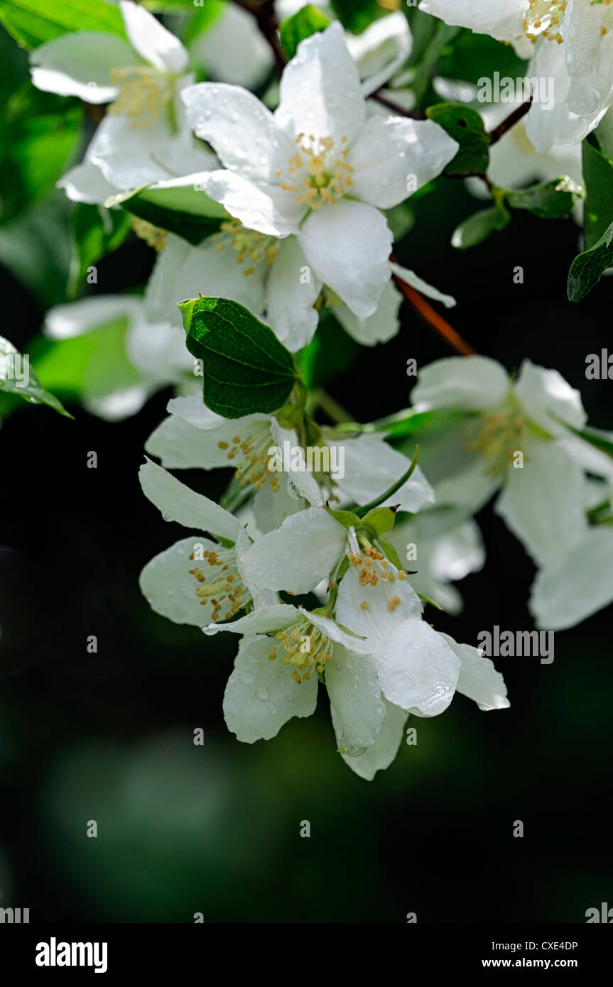 Filadelfo mont blanc Bianco fiore fiori fioritura arbusti profumati closeup fragrante Foto Stock