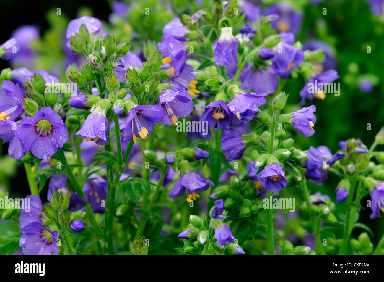 Polemonium boreale abitudine celesti boreale settentrionale scaletta Jacobs blu violetto fiore fiori fioritura alpina pianta artico Foto Stock