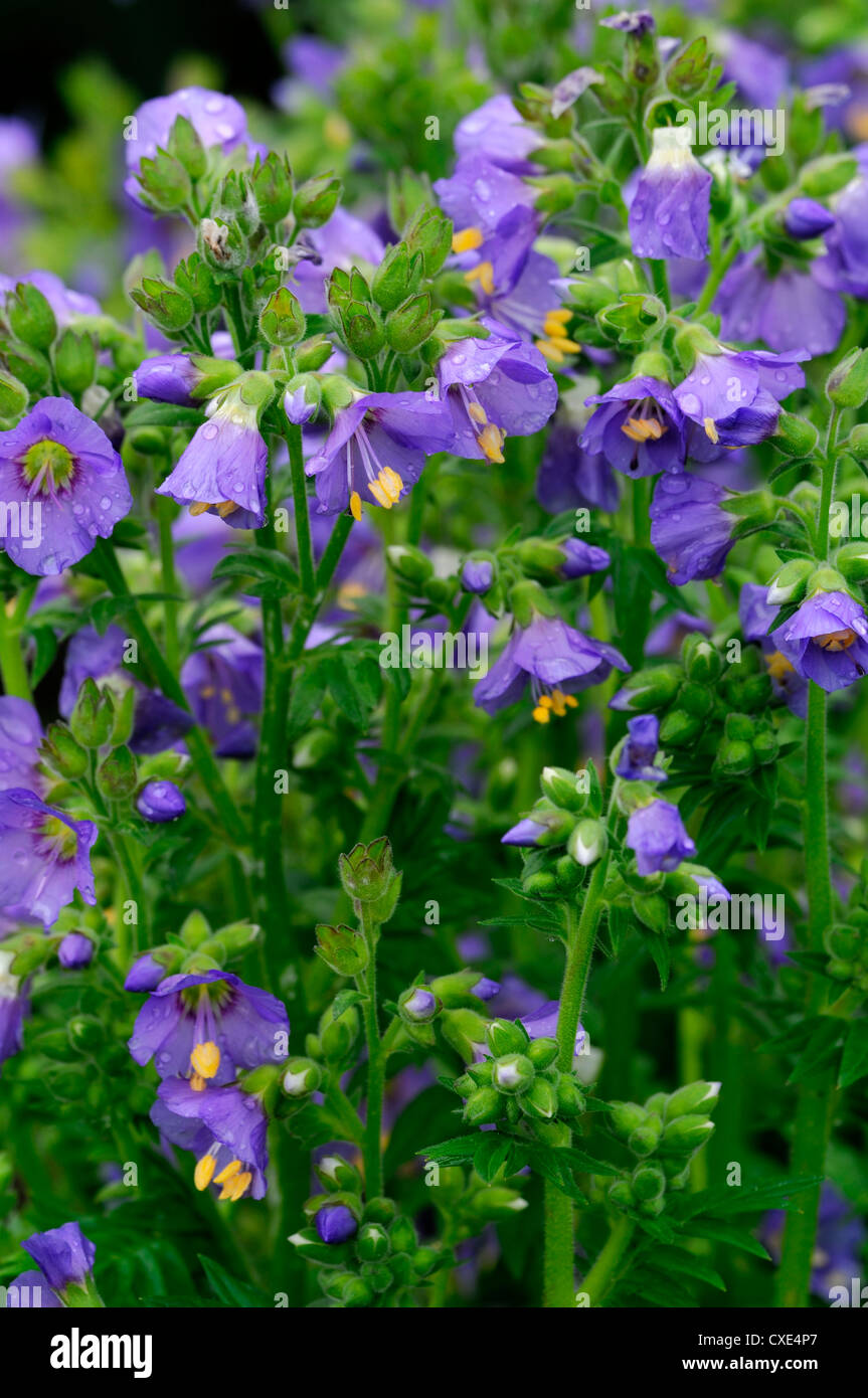 Polemonium boreale abitudine celesti boreale settentrionale scaletta Jacobs blu violetto fiore fiori fioritura alpina pianta artico Foto Stock