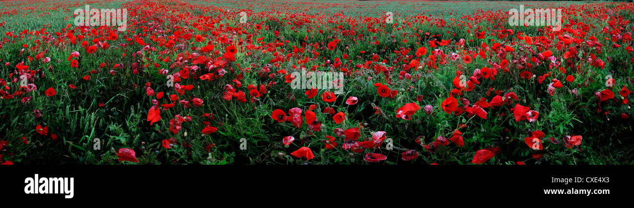 Campo di grano coprire coperto infestati poppys rosso papavero selvaggio fiore fiori panorama vista panoramica Foto Stock