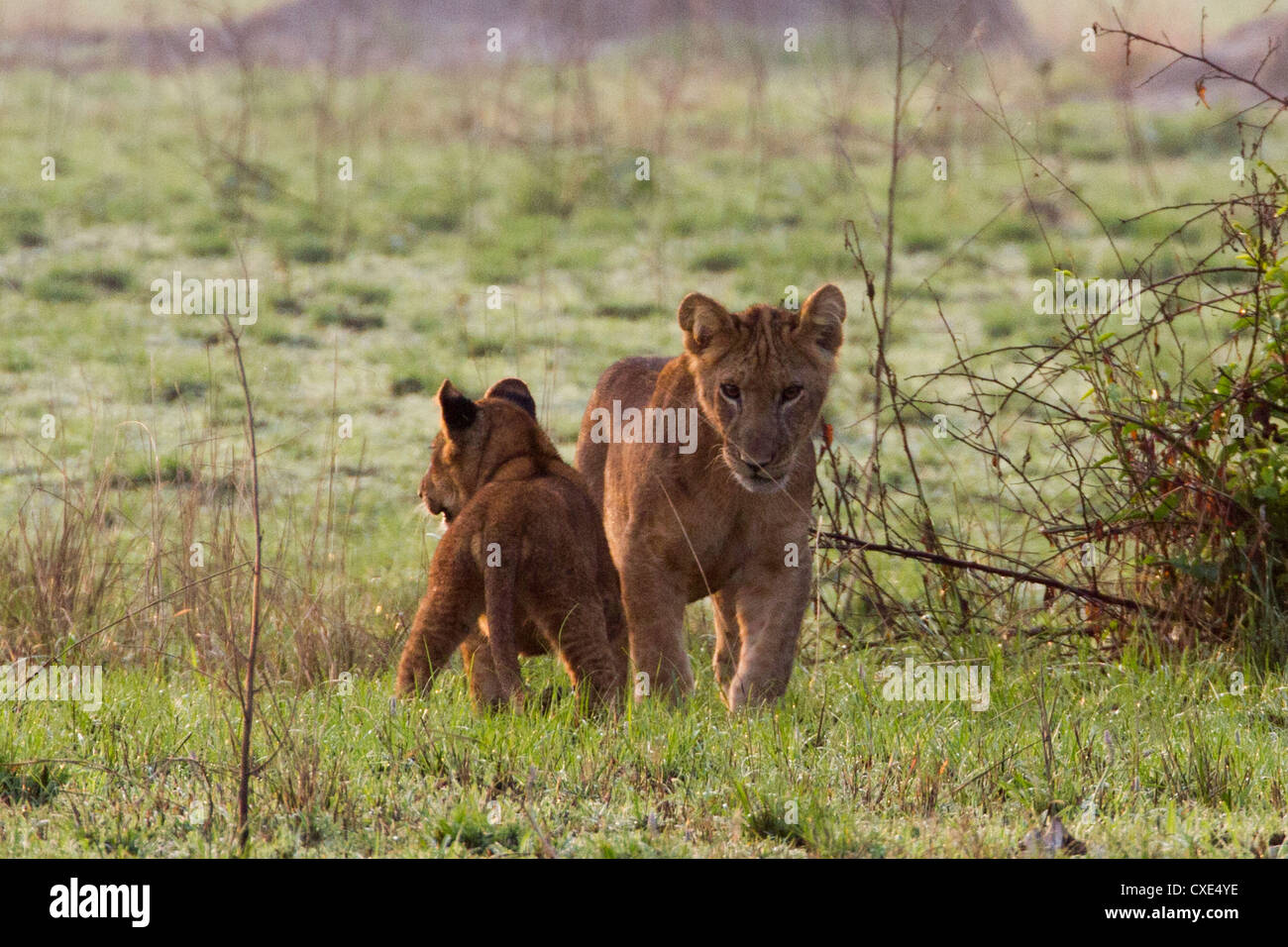 Due cuccioli di leone (Panthera leo) riproduzione , Queen Elizabeth National Park, Uganda Foto Stock