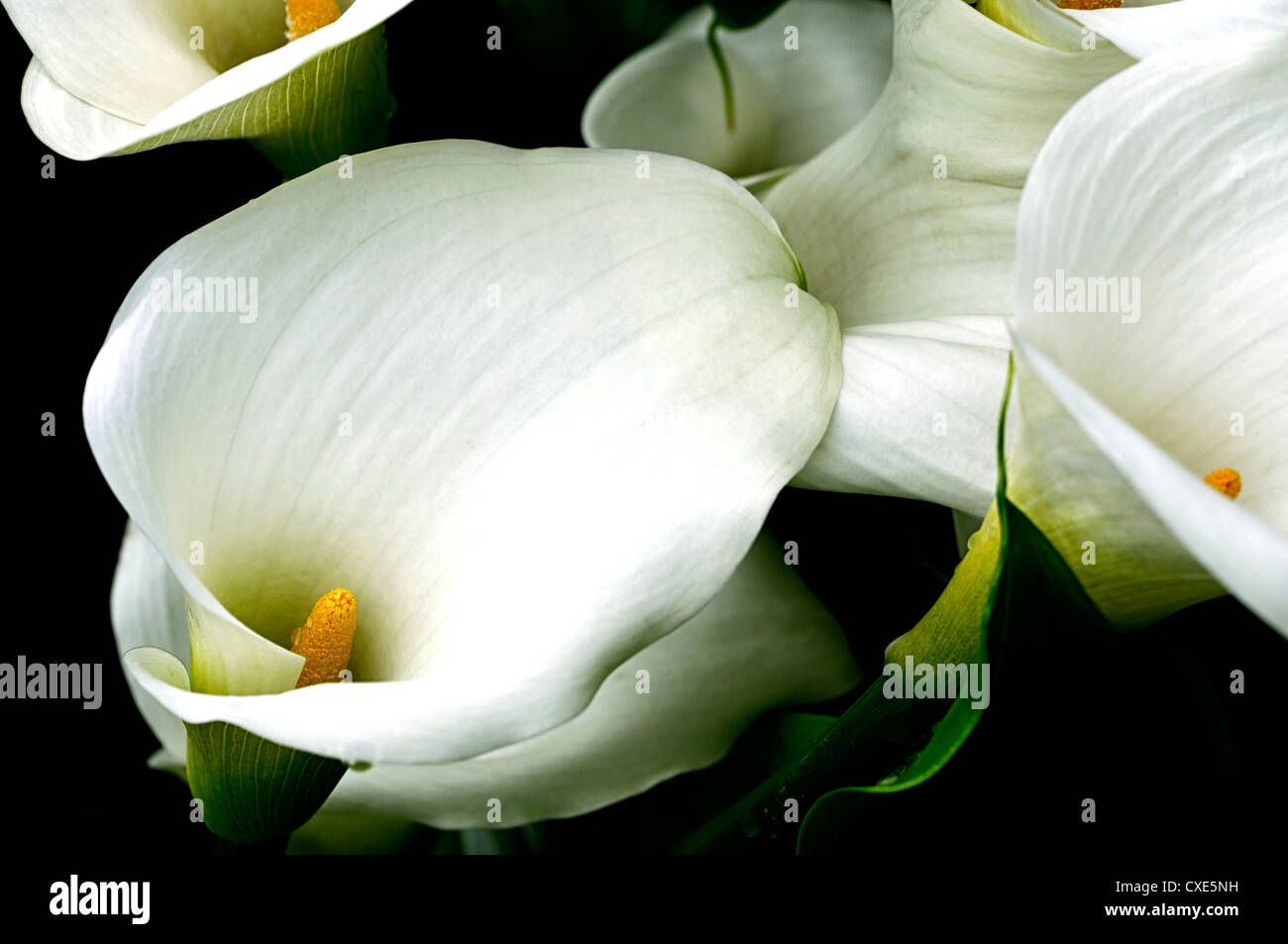 Zantedeschia aethiopica crowborough arum calla lily gigli bianchi closeup petali di fiori spathes bog piante perenni selective Foto Stock