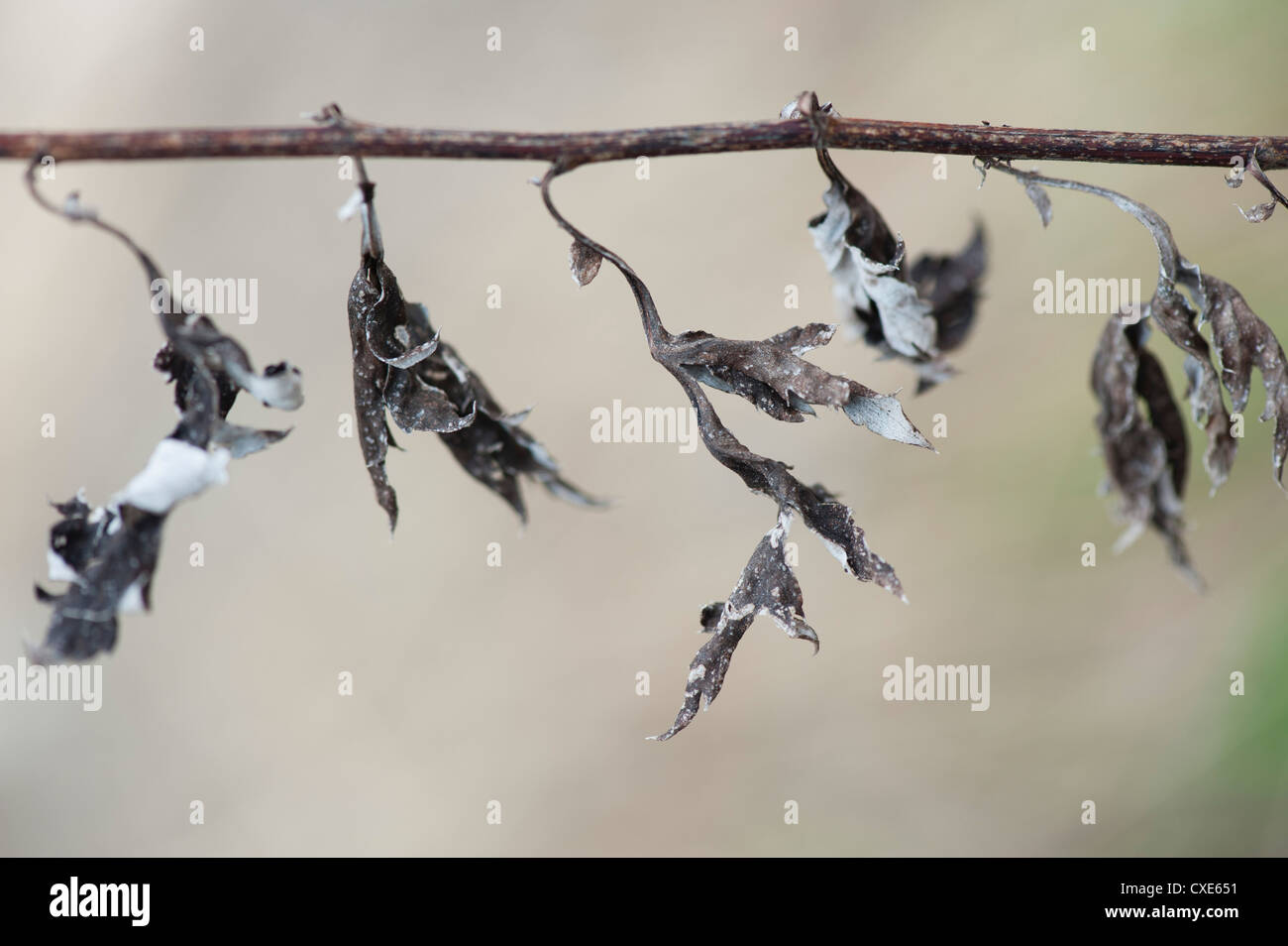 Pianta morta, close-up Foto Stock