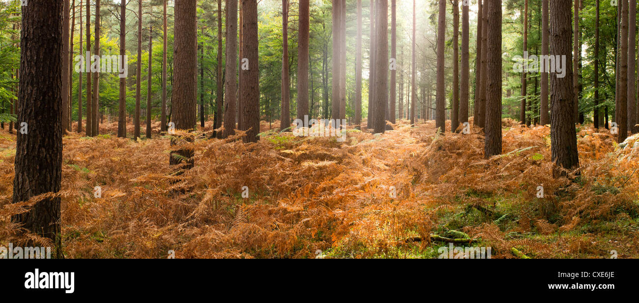 Fasci di luce solare, interno della foresta di pini, New Forest, Hampshire, Inghilterra, Regno Unito Foto Stock