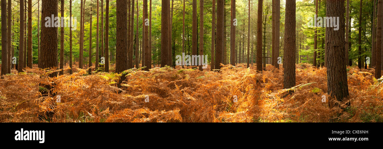 Interno della foresta di pini, New Forest, Hampshire, Inghilterra, Regno Unito Foto Stock