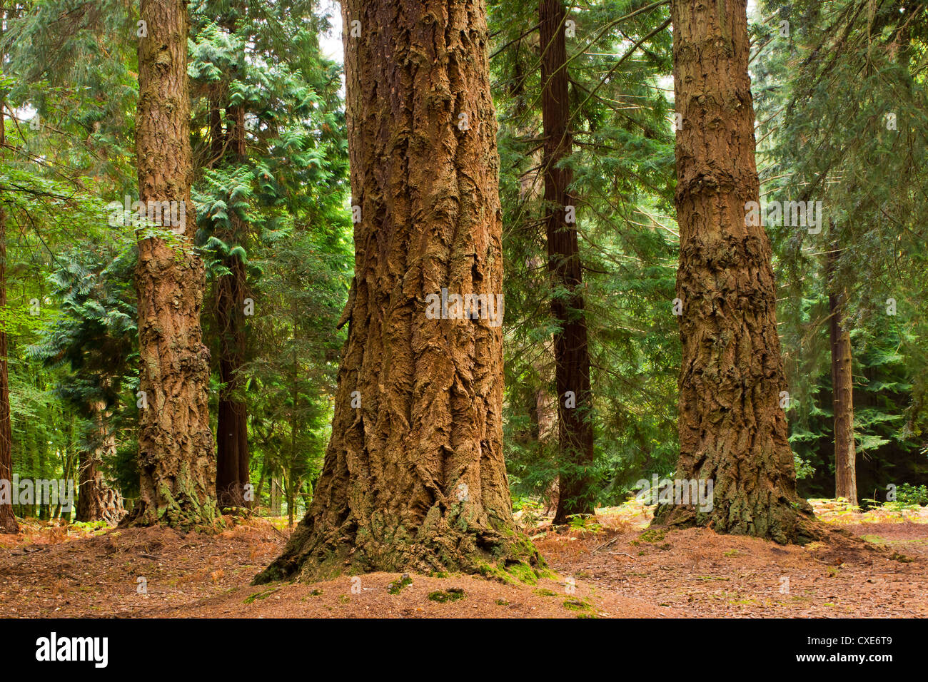 Interno della foresta di pini, New Forest, Hampshire, Inghilterra, Regno Unito Foto Stock