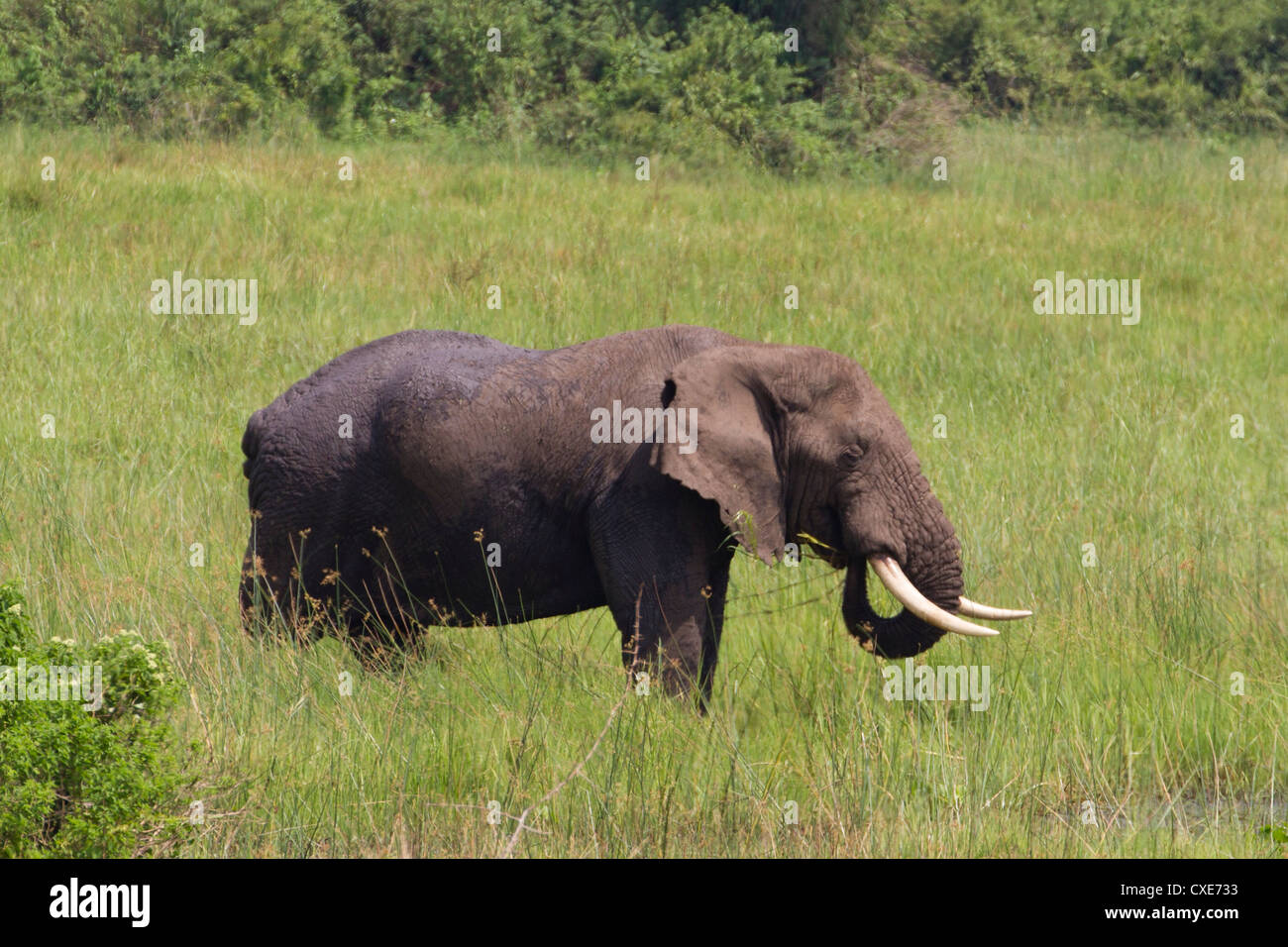 Maschio di elefante africano (Loxodonta africana) a waterhole Queen Elizabeth NP, Uganda Foto Stock