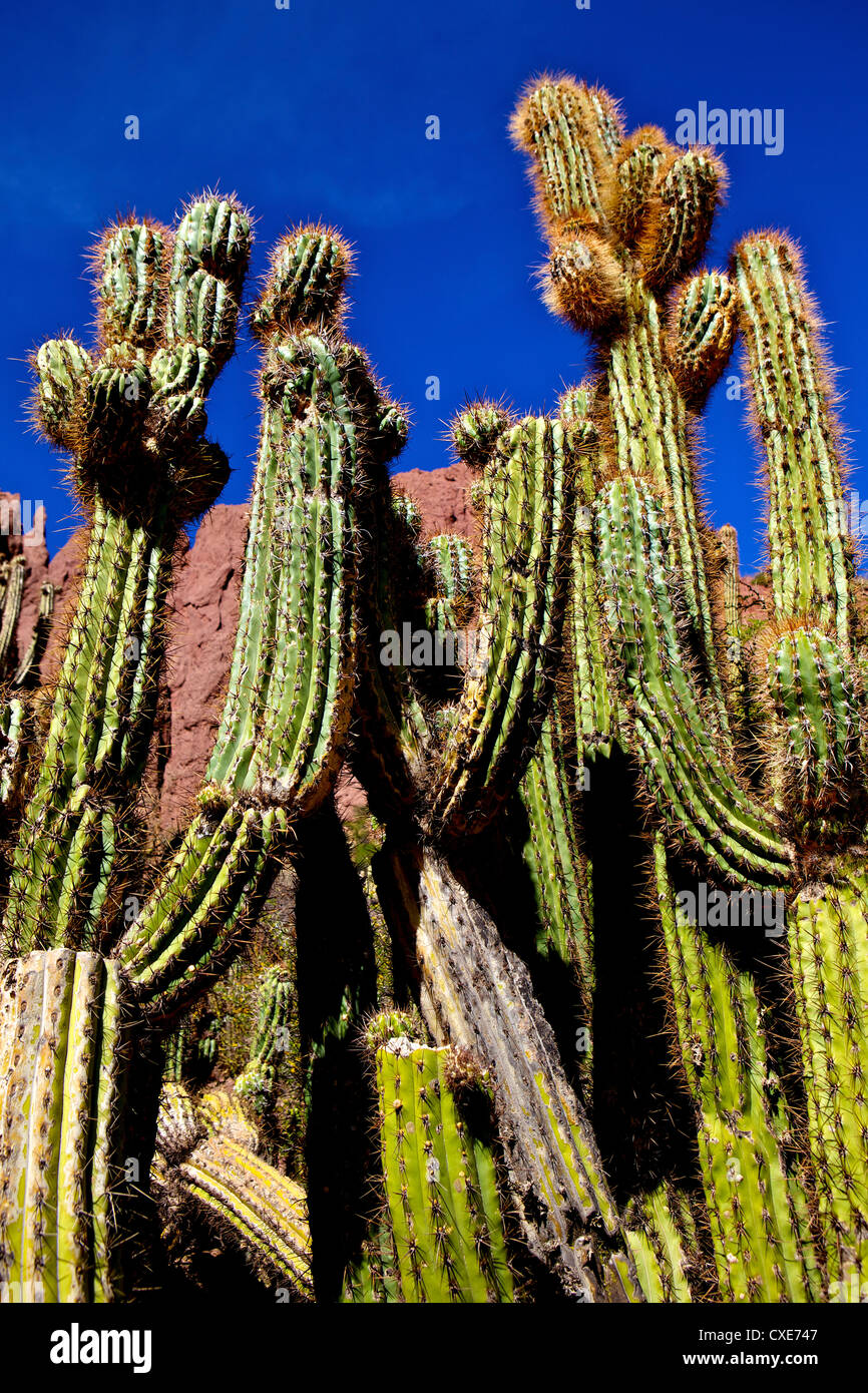 Cacti in Canon del Inca, Tupiza Chichas gamma, Andes, Southwestern Bolivia, Sud America Foto Stock