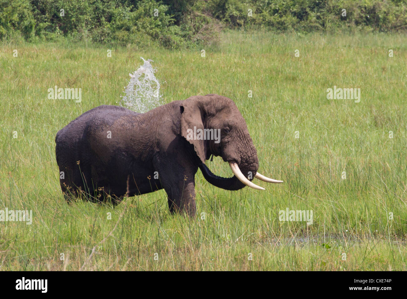 Maschio di elefante africano (Loxodonta africana) a waterhole Queen Elizabeth NP, Uganda Foto Stock